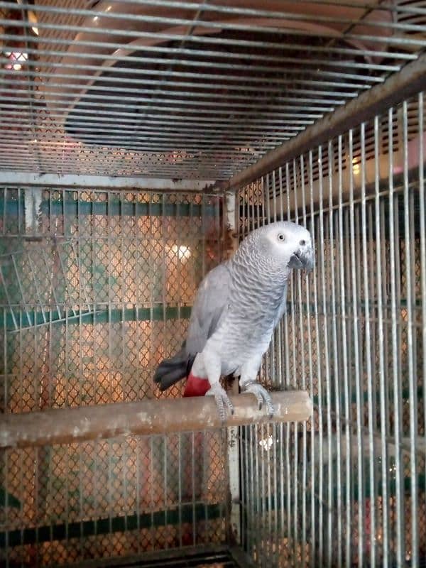 GREY BREDER FEMALE/03152248124 0