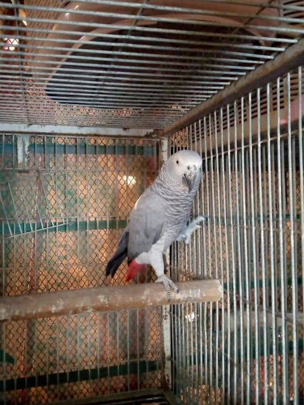 GREY BREDER FEMALE/03152248124 1