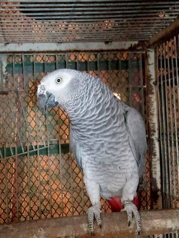 GREY BREDER FEMALE/03152248124 2