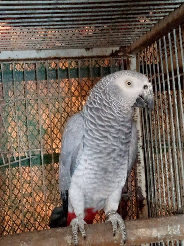 GREY BREDER FEMALE/03152248124 3