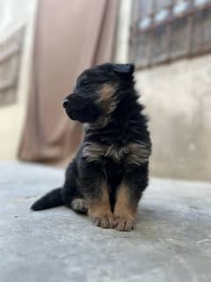 German Shepherd long coat feamle | GSD Puppy | long coat Puppy