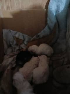 Persian kittens for sale