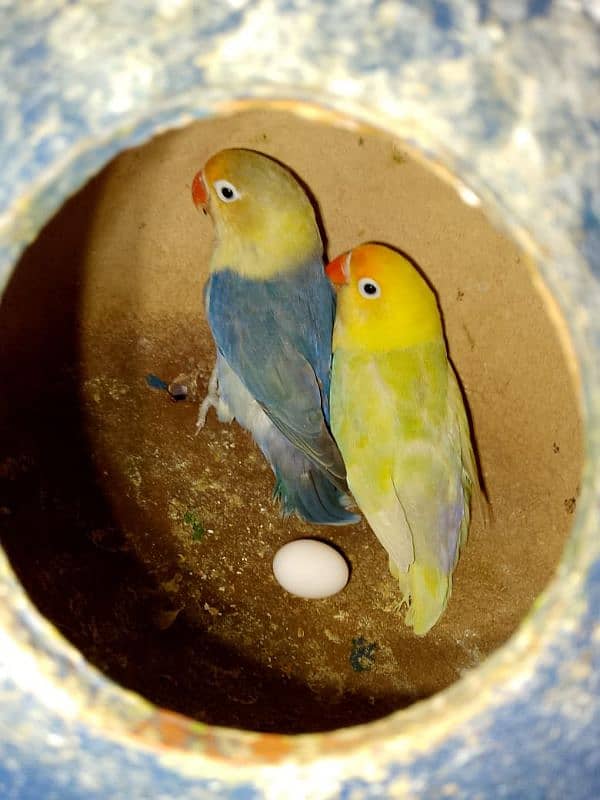 pastel ino pair with chick 1