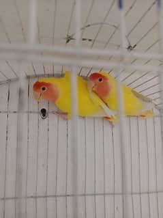 Lovebird latino