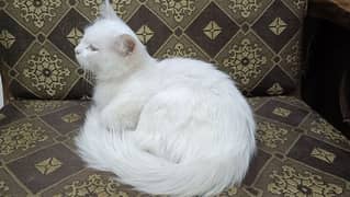 male persian cat for sale 4month doll face