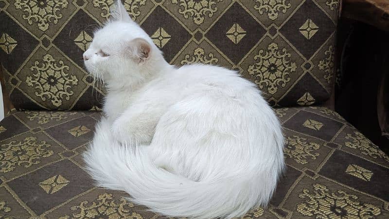 male persian cat for sale 4month doll face 0