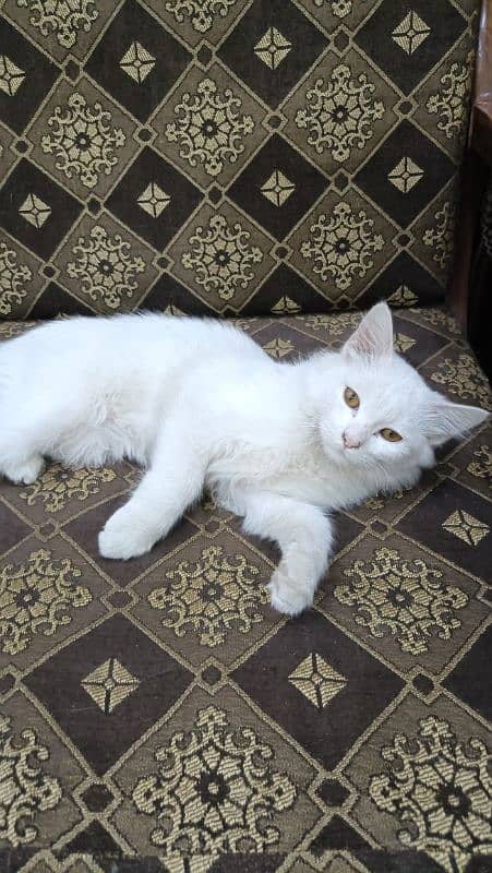 male persian cat for sale 4month doll face 2