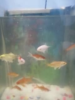 Aquarium | Fishes Aquarium | Aqua Fish / Fish aquarium for sale