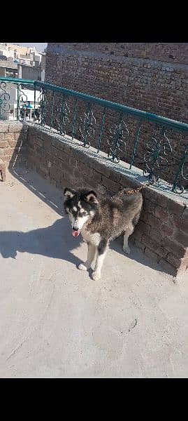 siberian husky 12 months breeder female blue eyes for sale 0