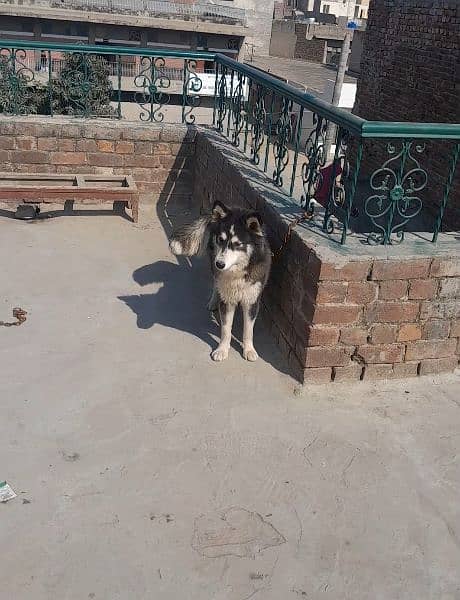 siberian husky 12 months breeder female blue eyes for sale 1