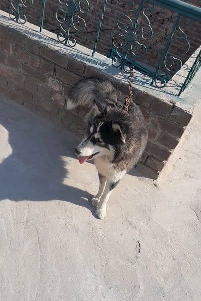 siberian husky 12 months breeder female blue eyes for sale 2