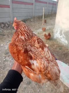 Lohmann brown beautiful big size F-1 breed hens,read description. .