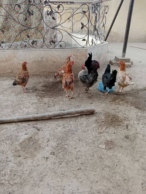 Mix Breed Hens Urgent for sale 0