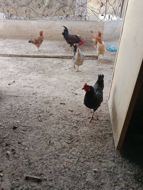 Mix Breed Hens Urgent for sale 1