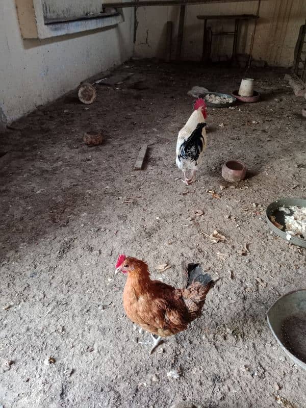 Mix Breed Hens Urgent for sale 4