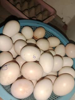 pure Aseel eggs