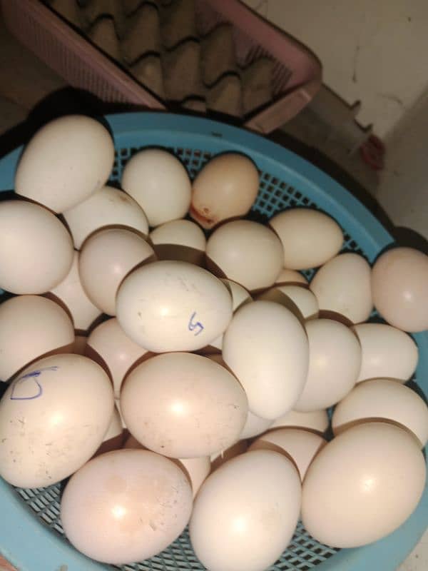 pure Aseel eggs 0