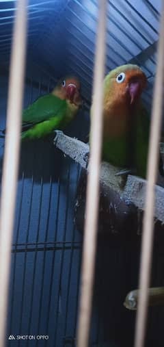 love bird for sale 03075655885