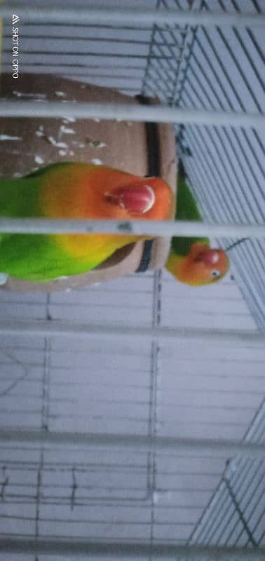 love bird for sale 03075655885 1