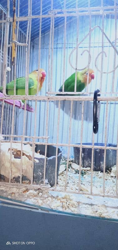 love bird for sale 03075655885 4