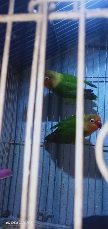 love bird for sale 03075655885 5