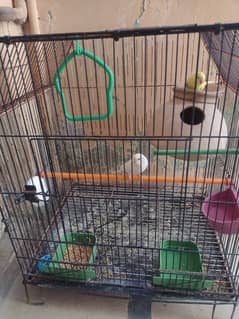 Red eyes budgie bonded pair good quality with big cage