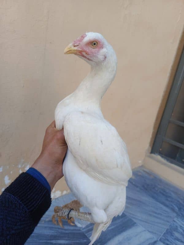 White Aseel Homebreed females 0