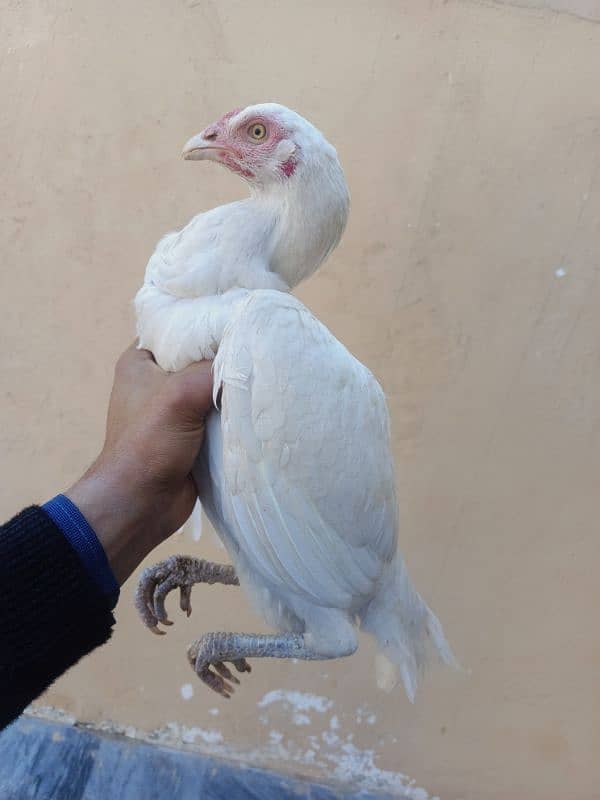 White Aseel Homebreed females 1