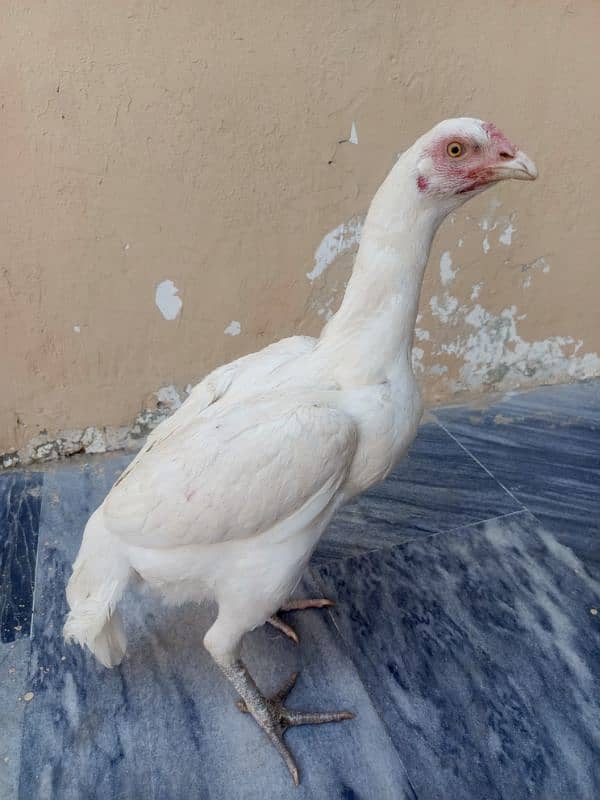 White Aseel Homebreed females 3