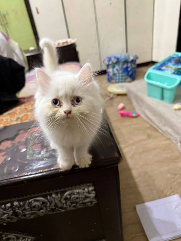 Persian kitten punch face (white) 1