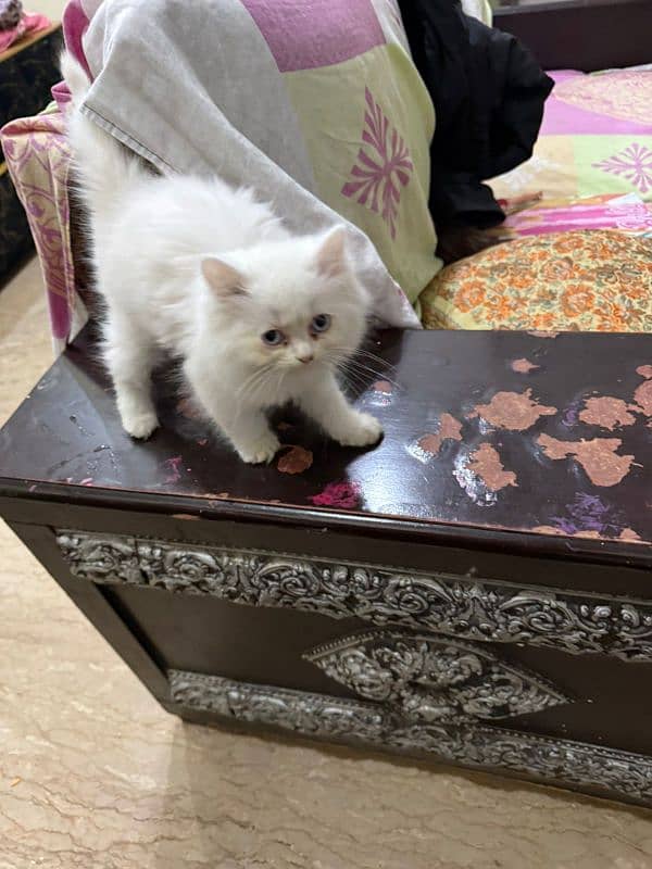 Persian kitten punch face (white) 4