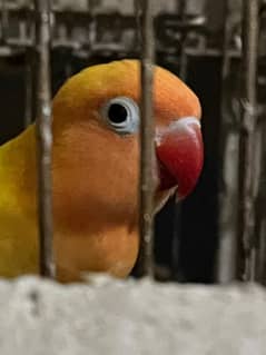 latino 2 parrots