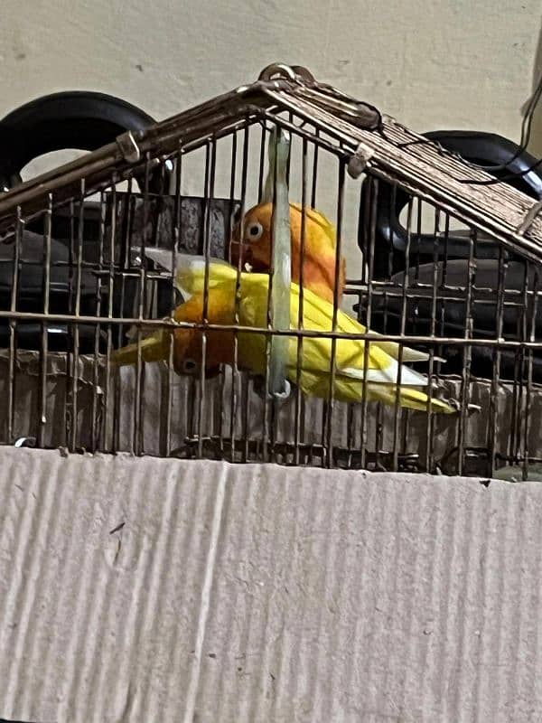 latino 2 parrots 5