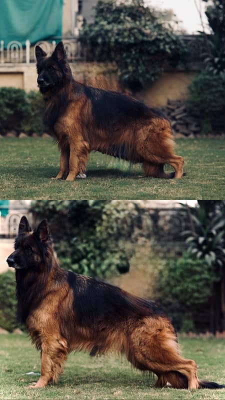 Top Quality German Shepherd Female 0