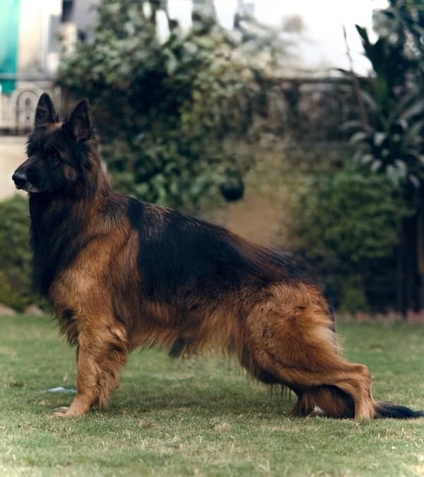 Top Quality German Shepherd Female 1