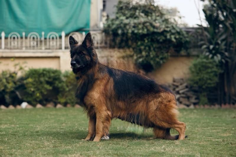 Top Quality German Shepherd Female 2