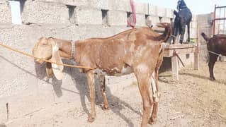 makhi cheni goat for sale