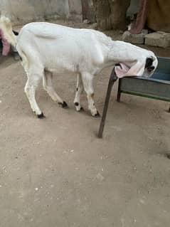 pure faislabadi female goats pair 5 mahene ke hain