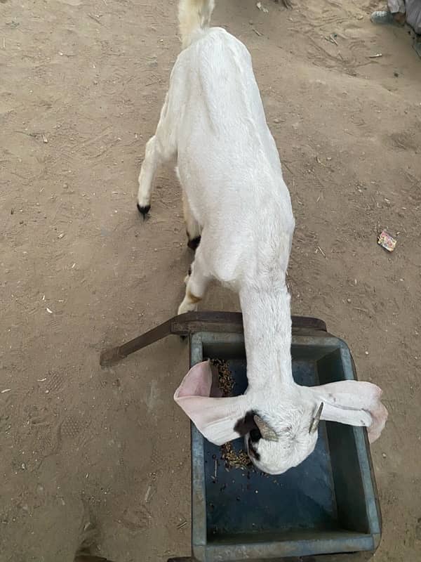 pure faislabadi female goats pair 5 mahene ke hain 1