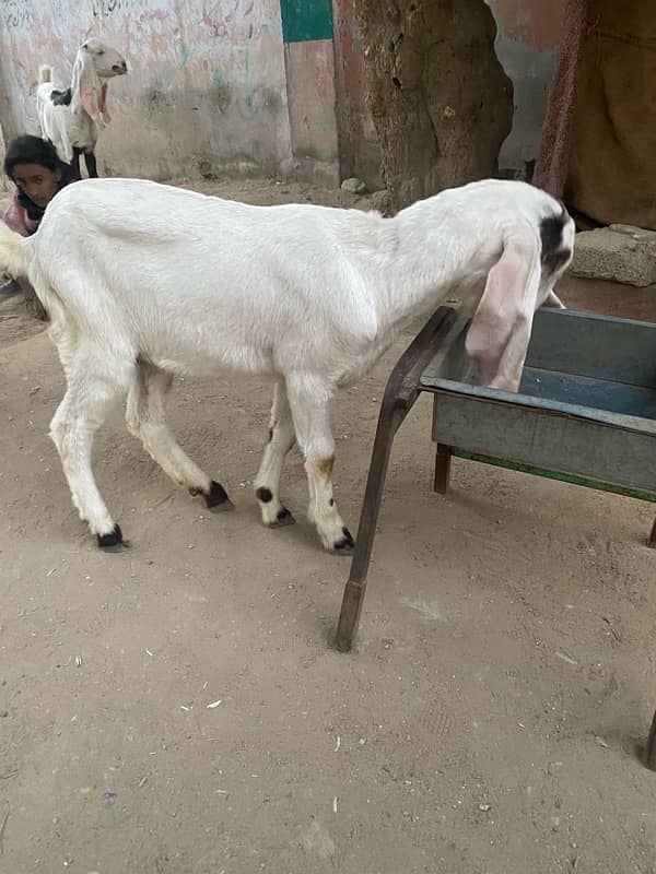 pure faislabadi female goats pair 5 mahene ke hain 2