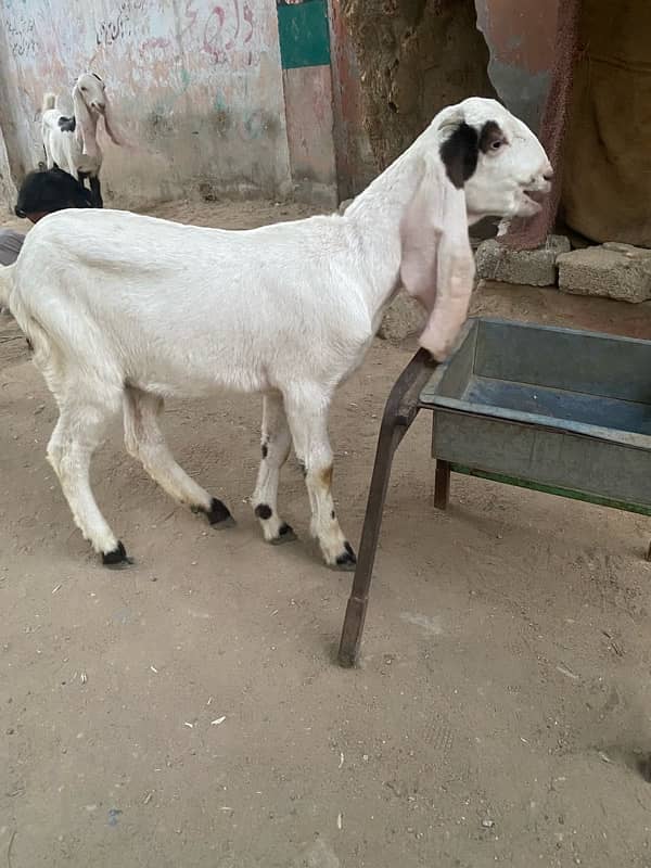 pure faislabadi female goats pair 5 mahene ke hain 3