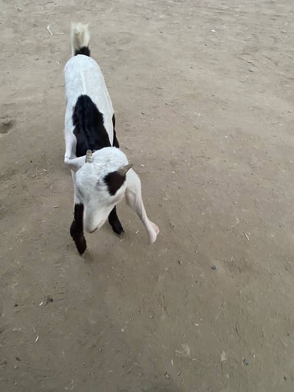 pure faislabadi female goats pair 5 mahene ke hain 4