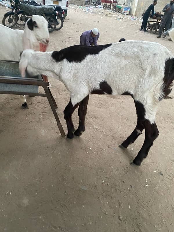 pure faislabadi female goats pair 5 mahene ke hain 5