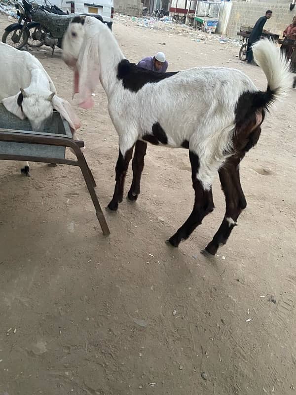 pure faislabadi female goats pair 5 mahene ke hain 6