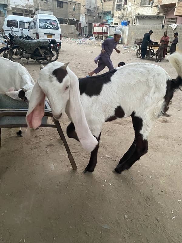 pure faislabadi female goats pair 5 mahene ke hain 7