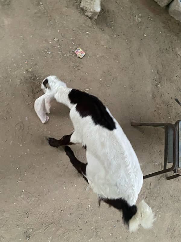 pure faislabadi female goats pair 5 mahene ke hain 8