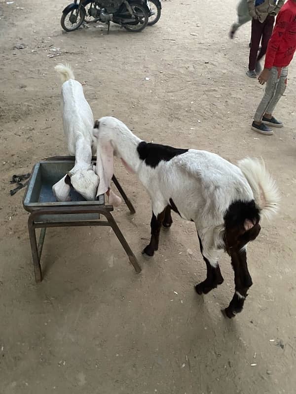 pure faislabadi female goats pair 5 mahene ke hain 9