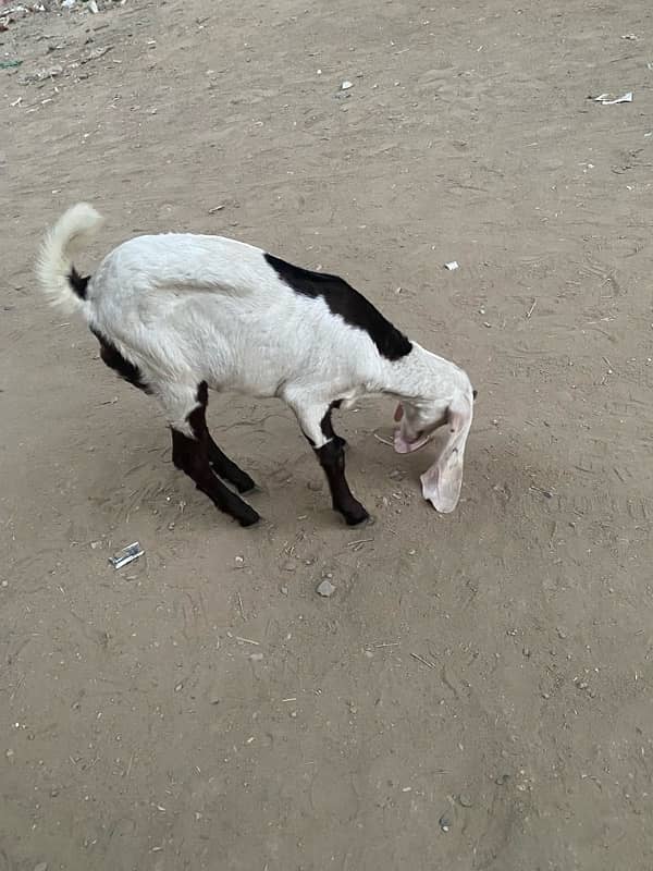 pure faislabadi female goats pair 5 mahene ke hain 10