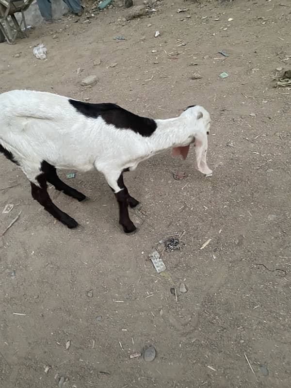 pure faislabadi female goats pair 5 mahene ke hain 11