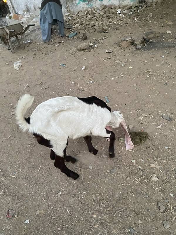 pure faislabadi female goats pair 5 mahene ke hain 12